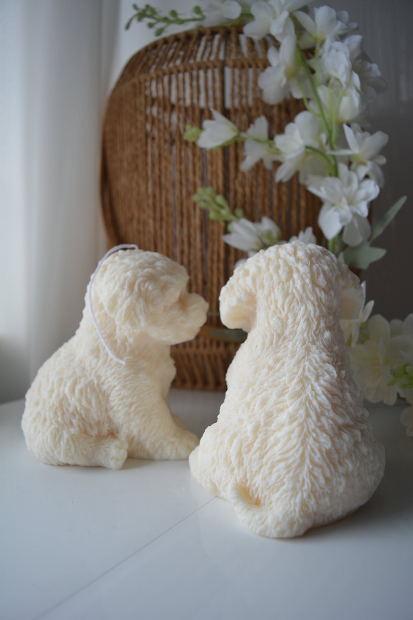 Cavoodle