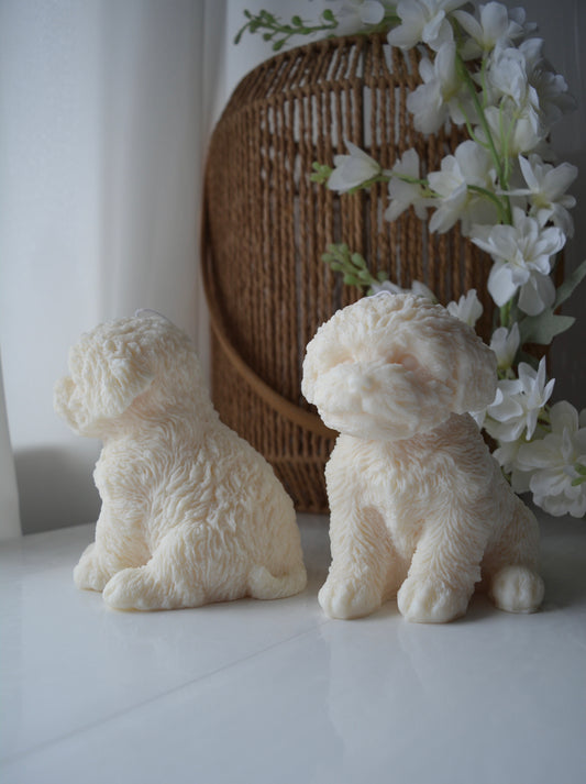 Cavoodle
